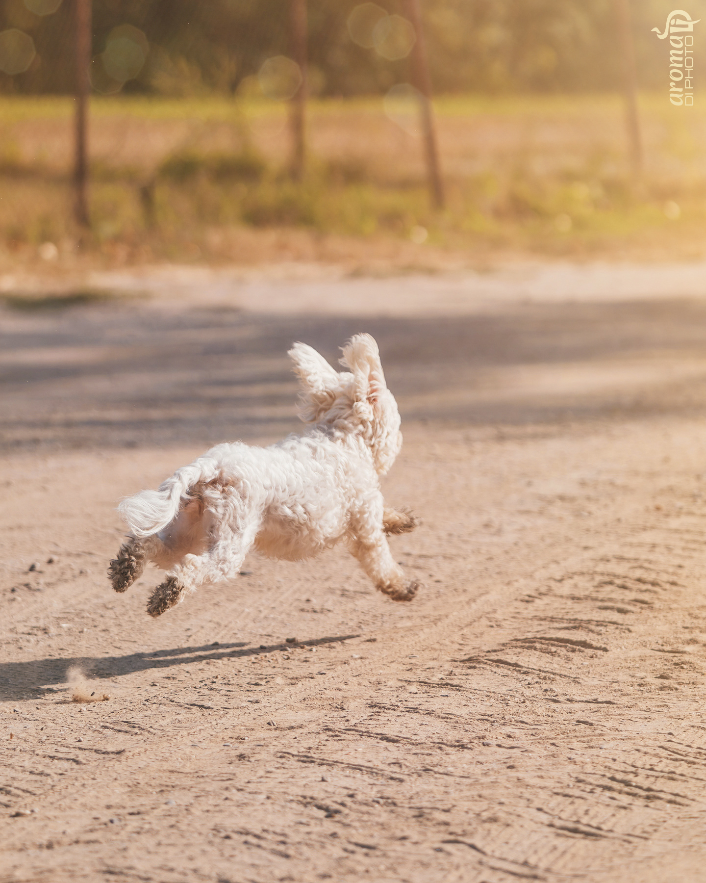 Dog Running