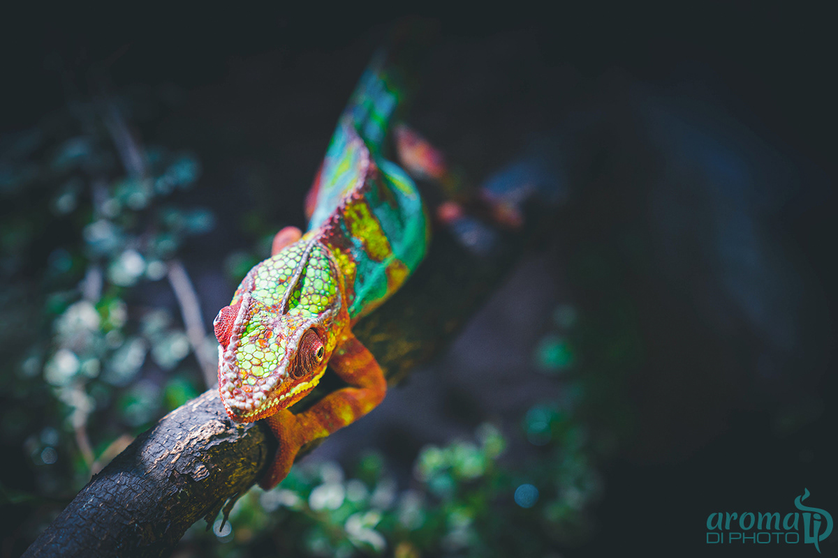 Master of camouflage