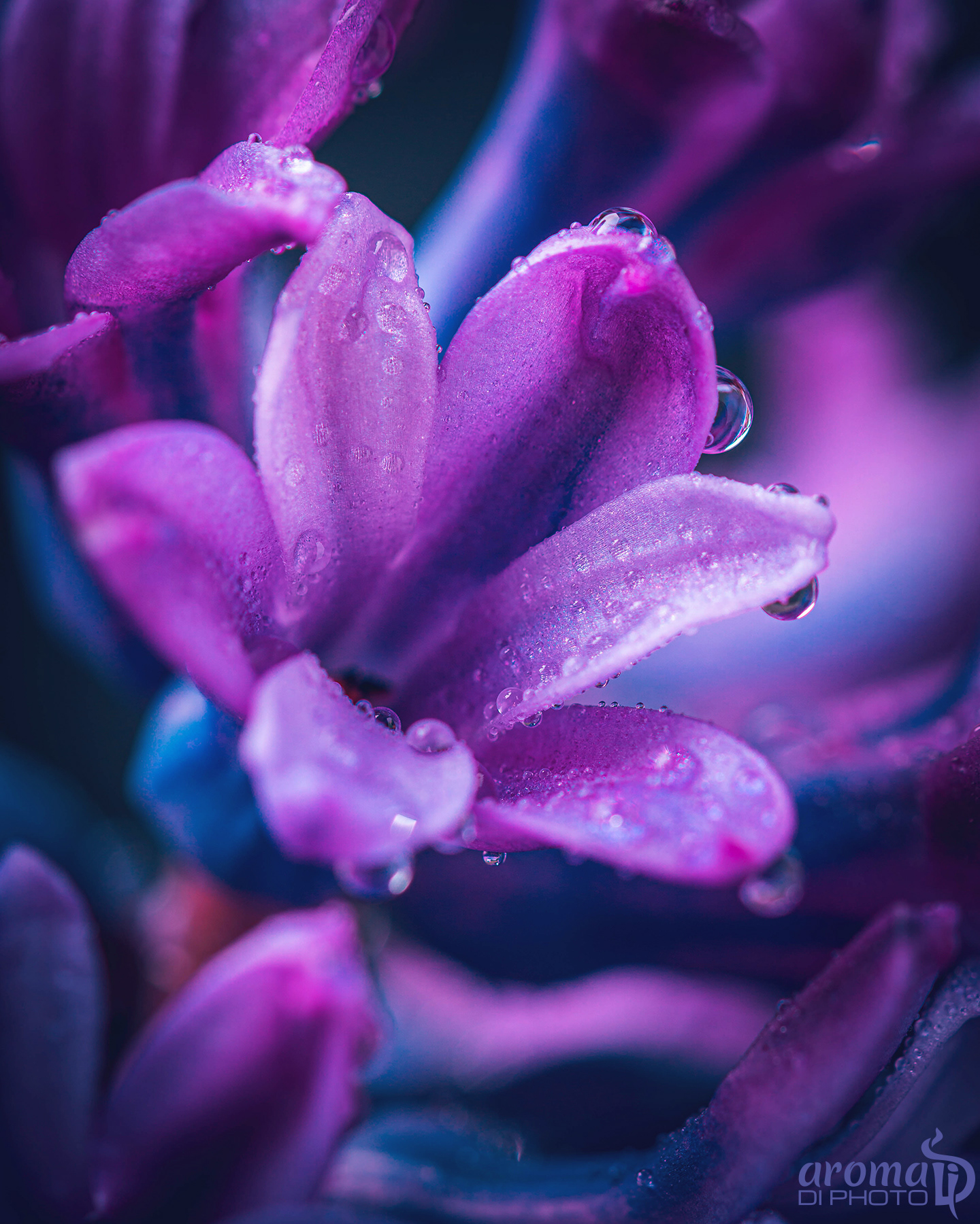 Purple Flowers in the Spring