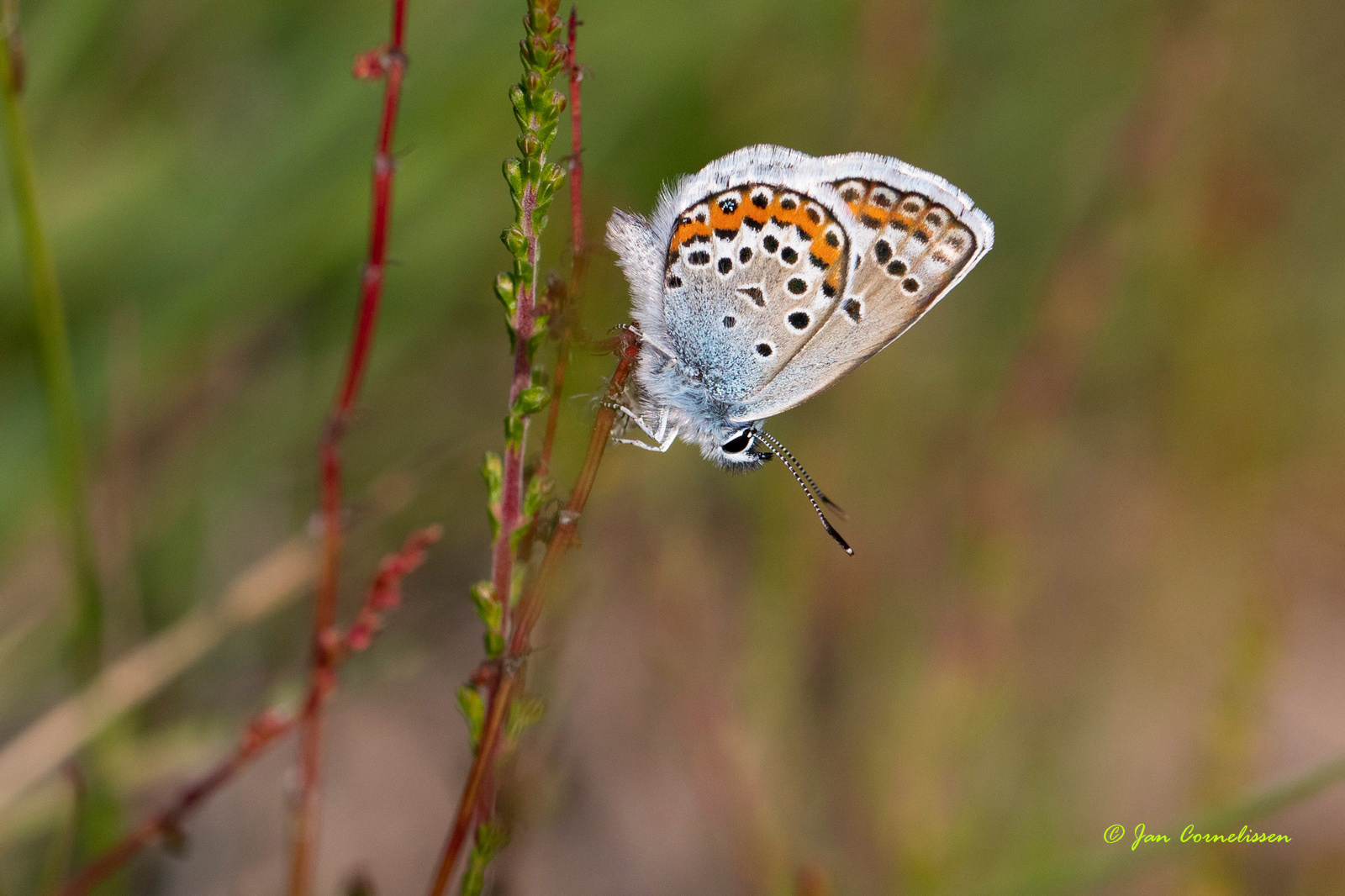 Heideblauwtje - Plebejus argus (Pelt, B) 2020