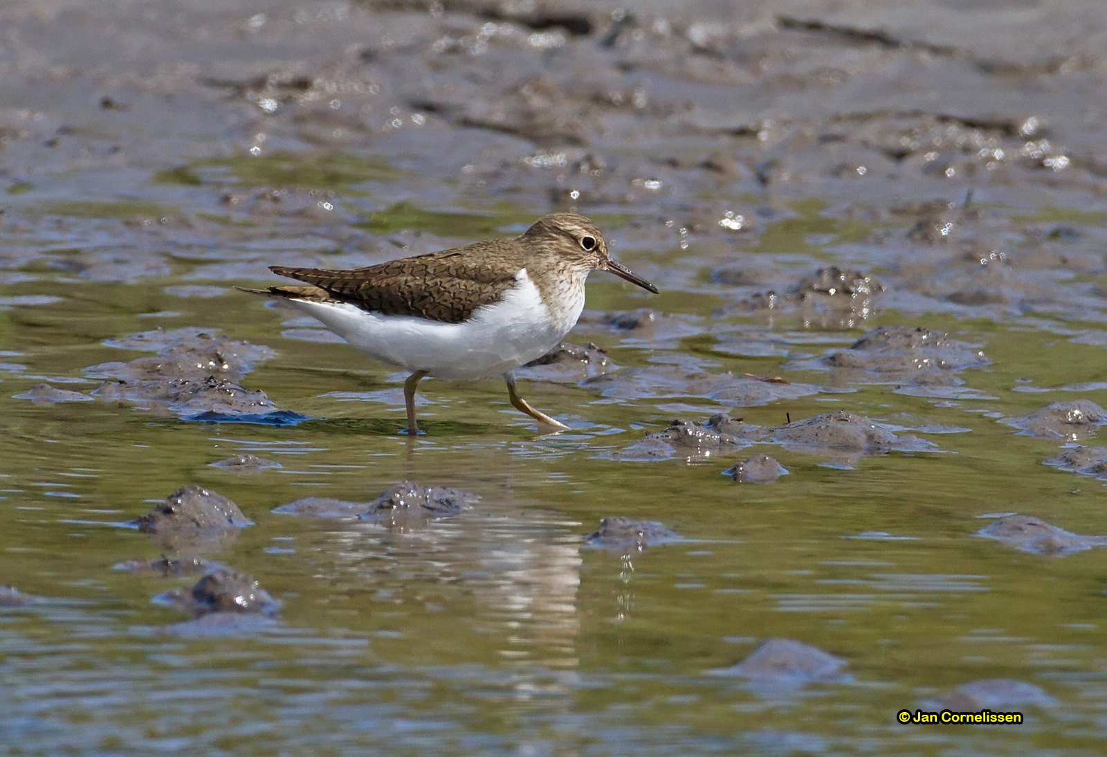 Oeverloper - Common Sandpiper - Actitis hypoleucos