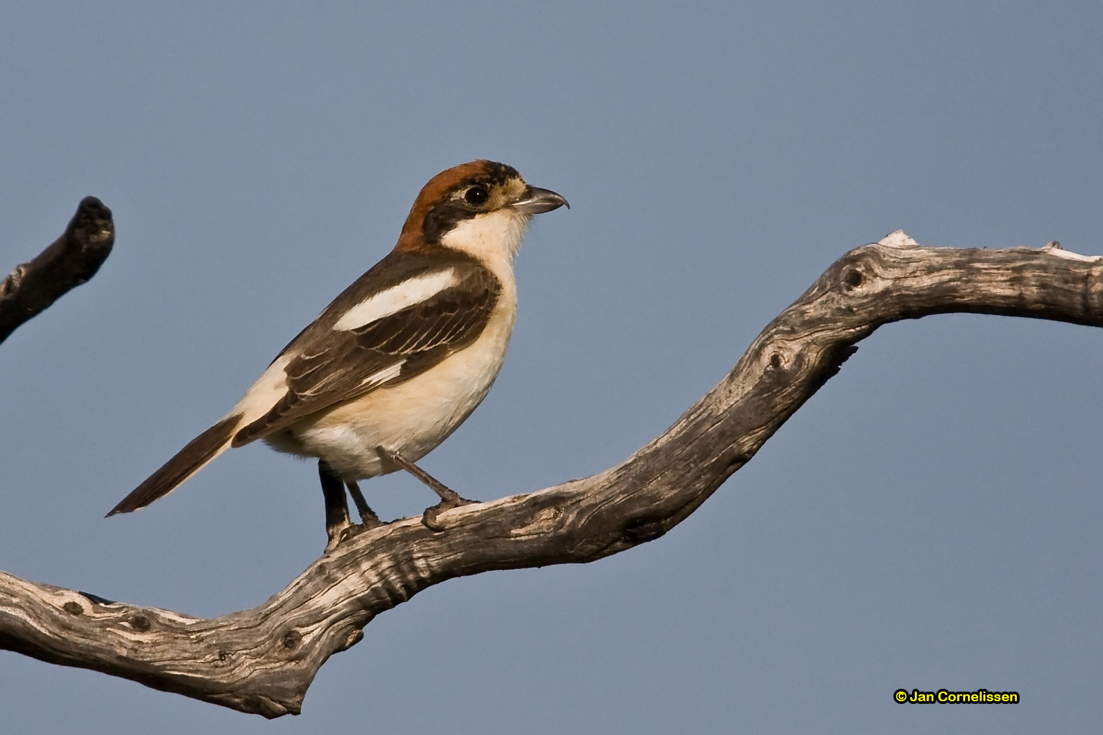 Roodkopklauwier - Woodchat Shrike - Nanius senator