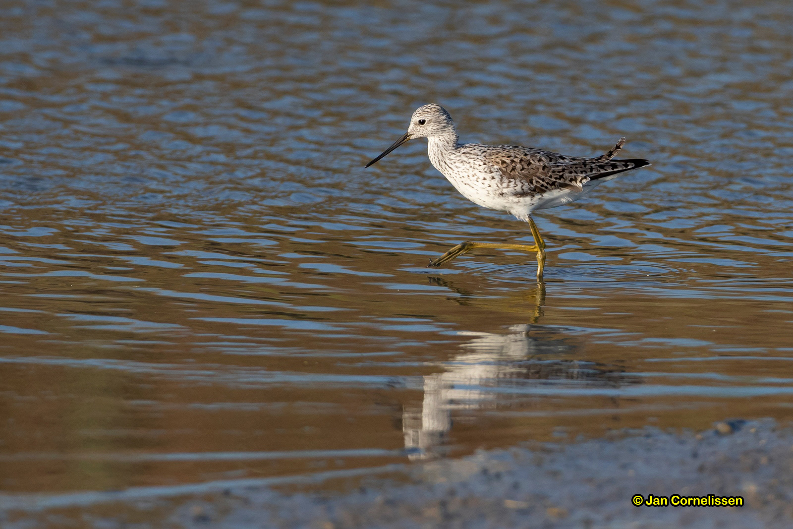 Poelruiter - Marsh Sandpiper - Tringa stagnatilis