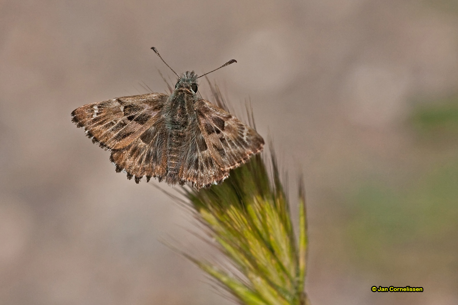 Kaasjeskruiddikkopje - Carcharodus alceae (Lesbos, GR) 2009