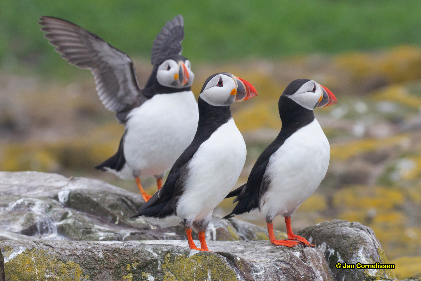 Papegaaiduikers - Atlantic Puffin - Fratercula arctica