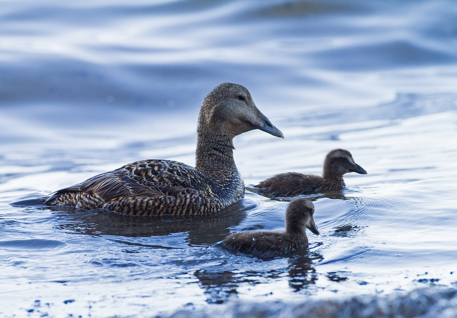 Eider - Eider - Somateria mollissima