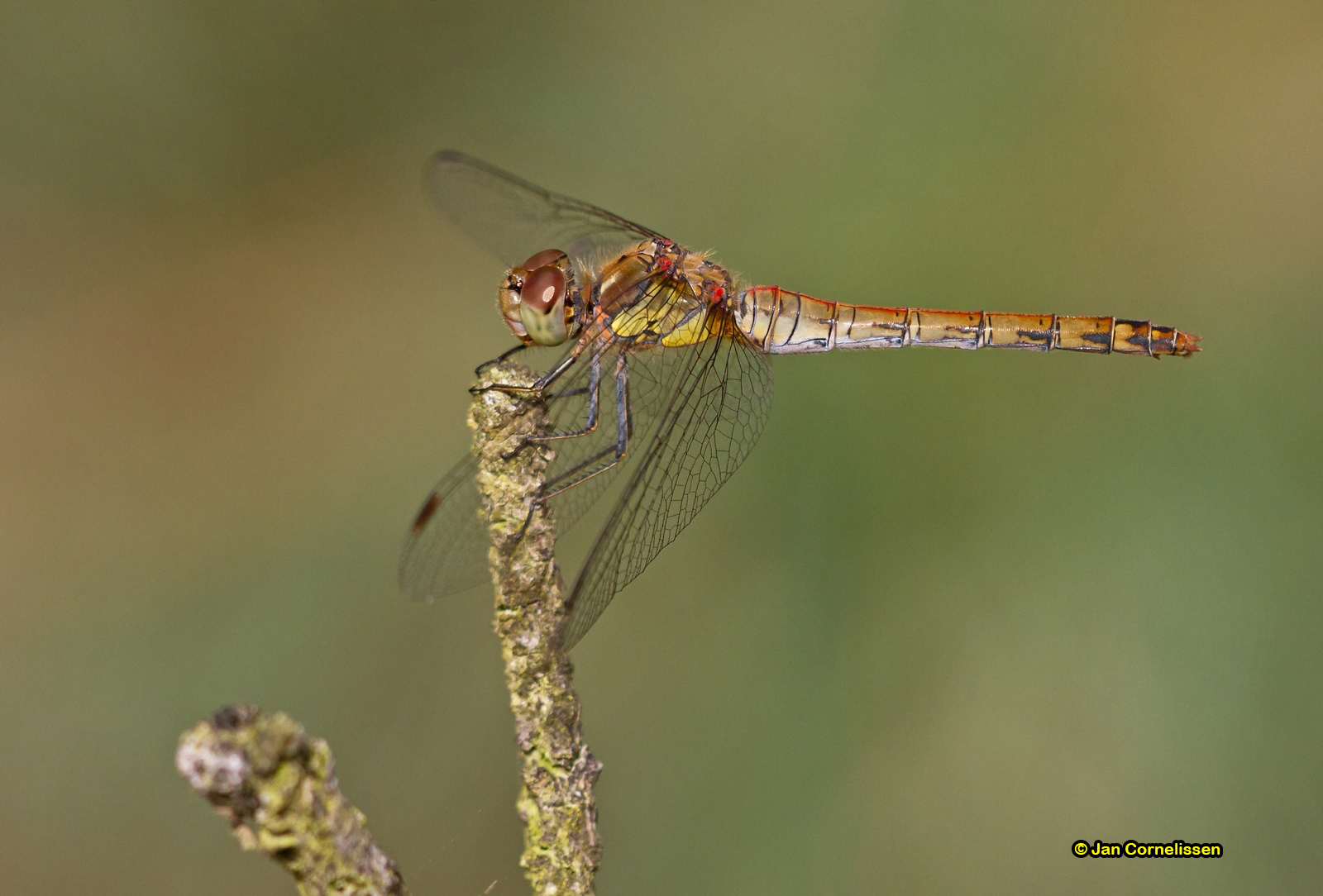 Bruinrode heidelibel ♀ - Sympetrum striolatum (Pelt, B) 2012