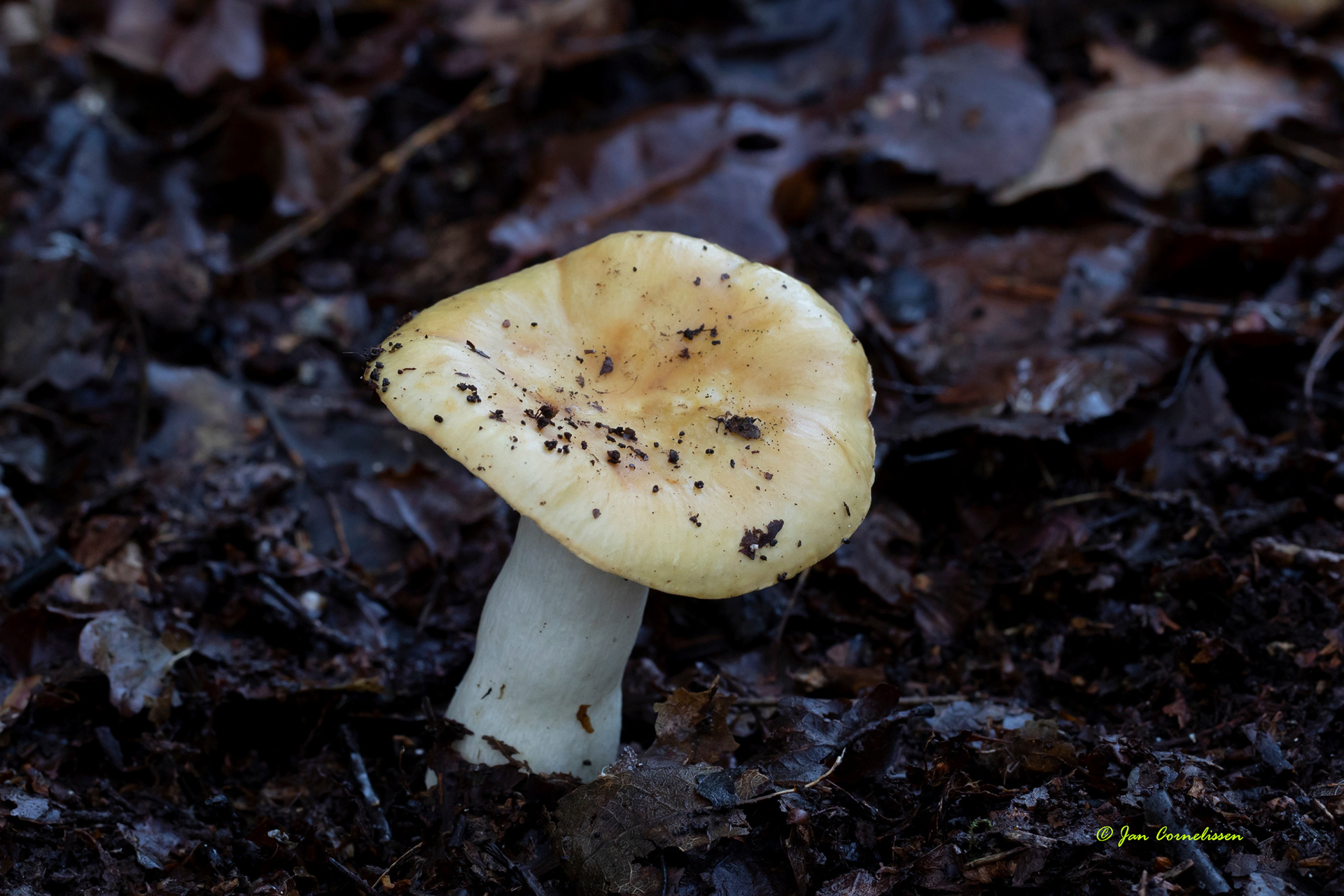 Geelwitte russula (Hechtel, B)