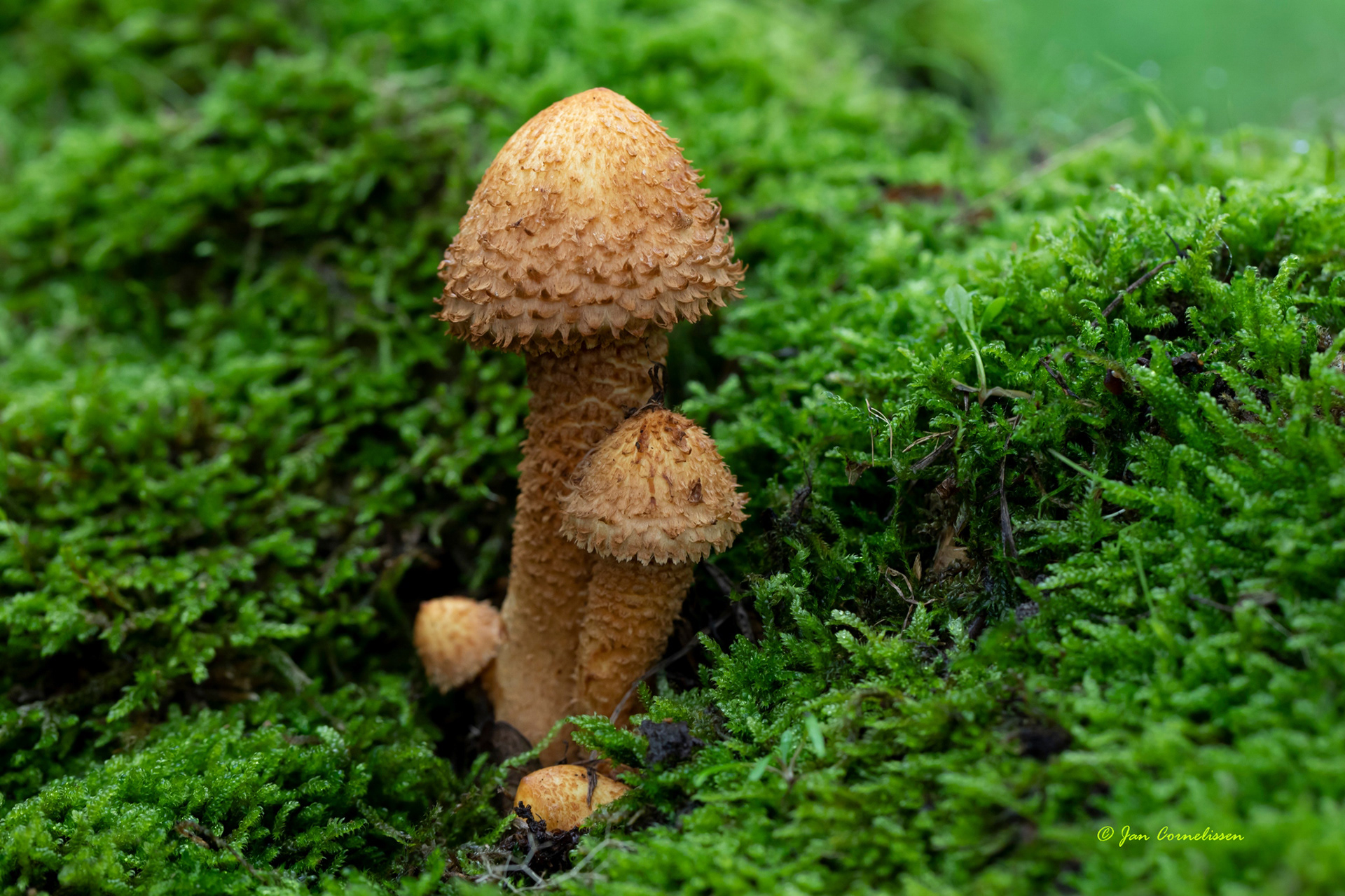 Schubbige bundelzwam (Pelt, B)