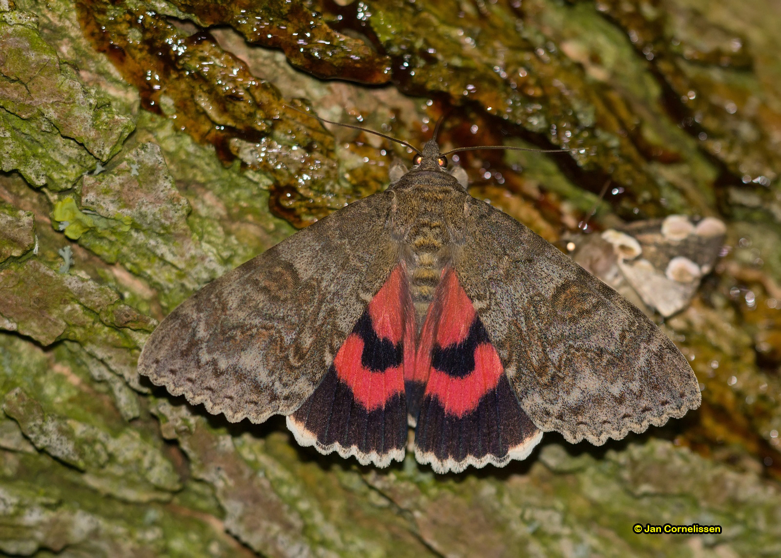 Rood weeskind - Catocala nupta (Lommel, B) 2013