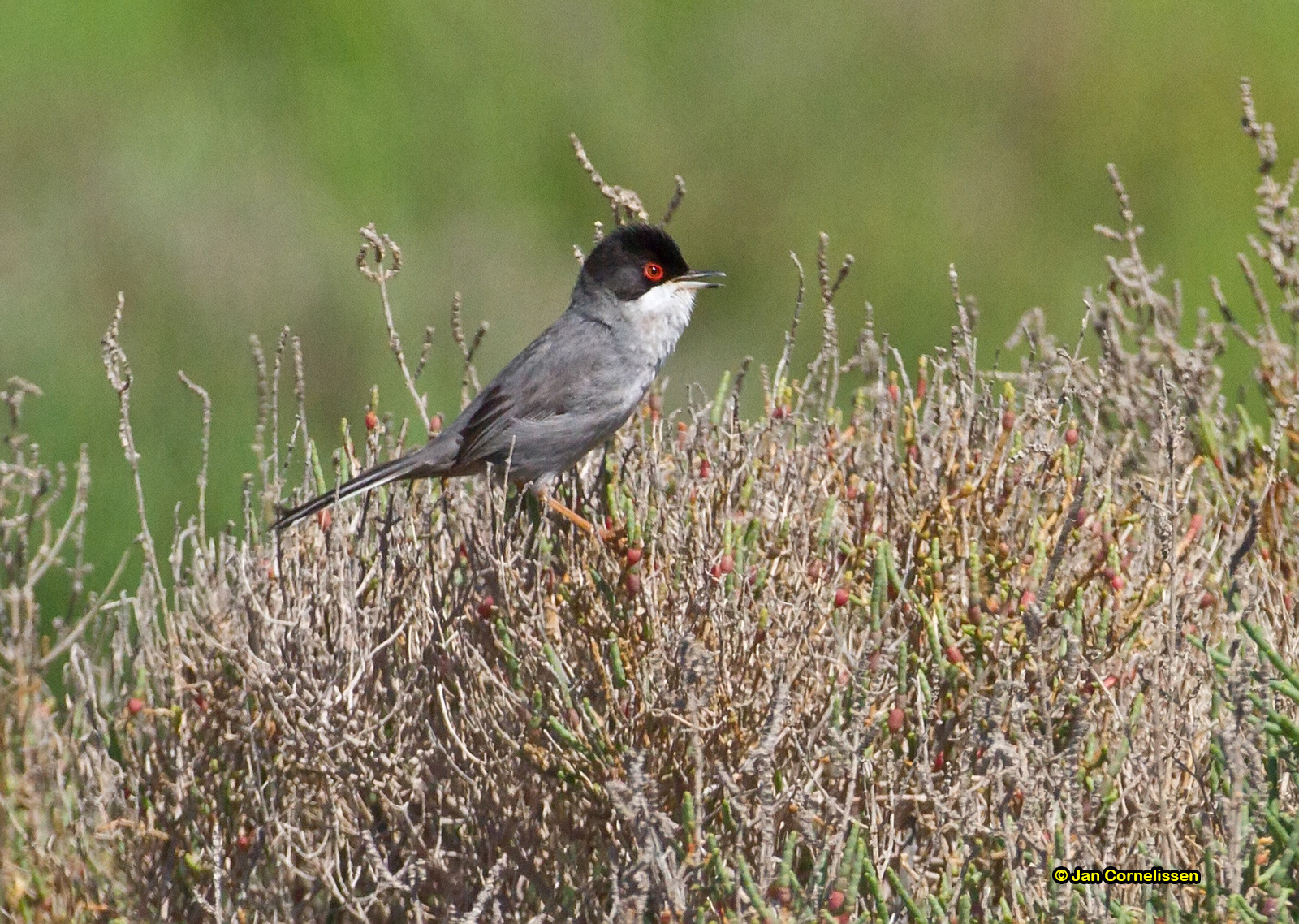 Kleine zwartkop - Sardinian Warbler - Sylvia melanocephala