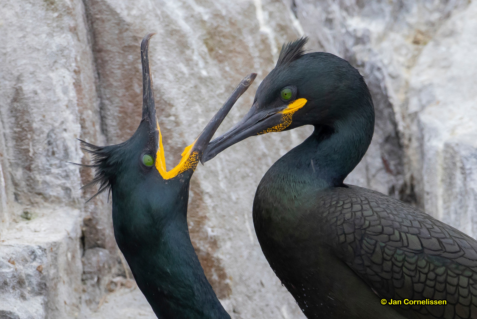 Kuifaalscholvers - Shag - Phalacrocorax aristotelis