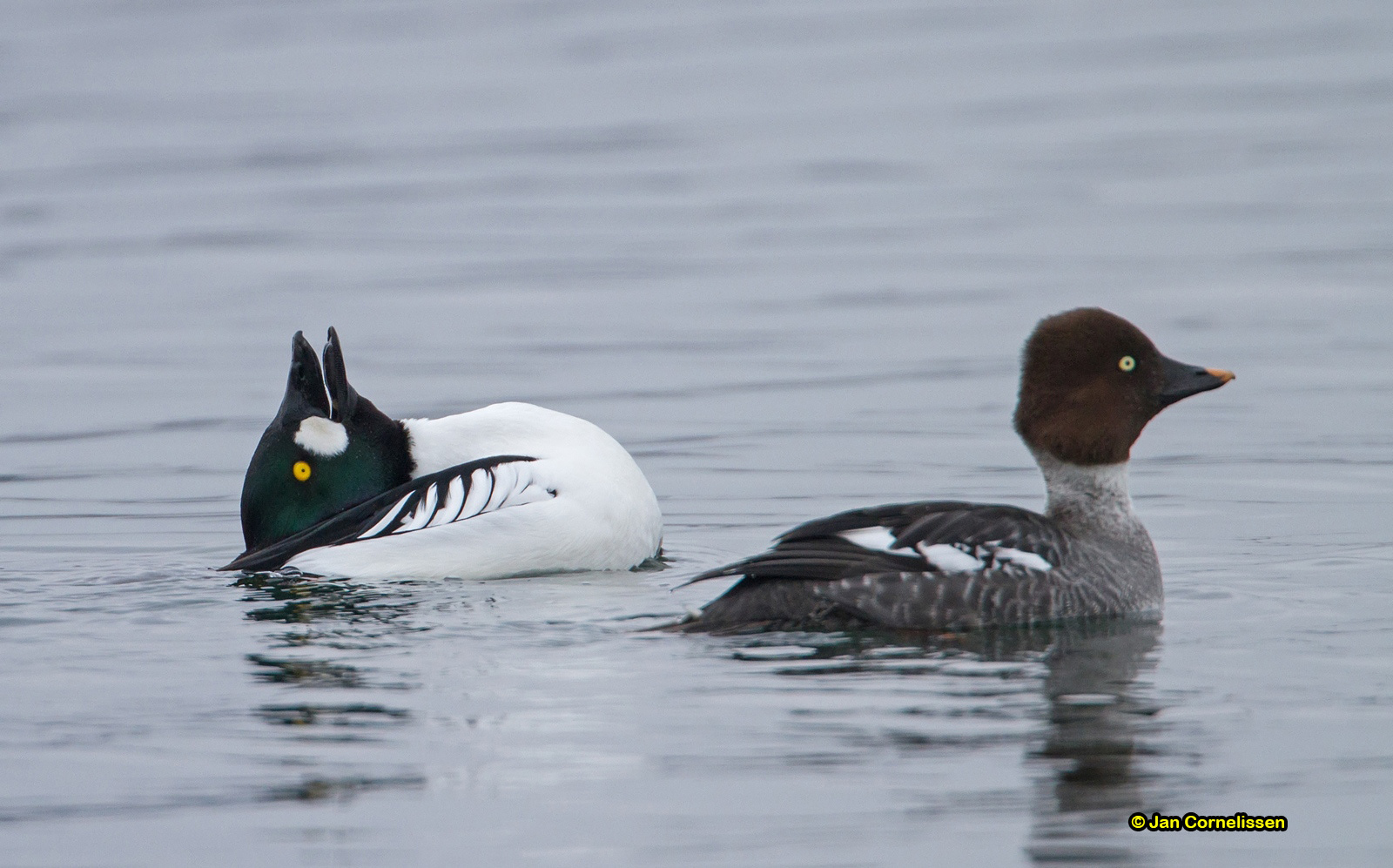 Brilduikers ♂ + ♀