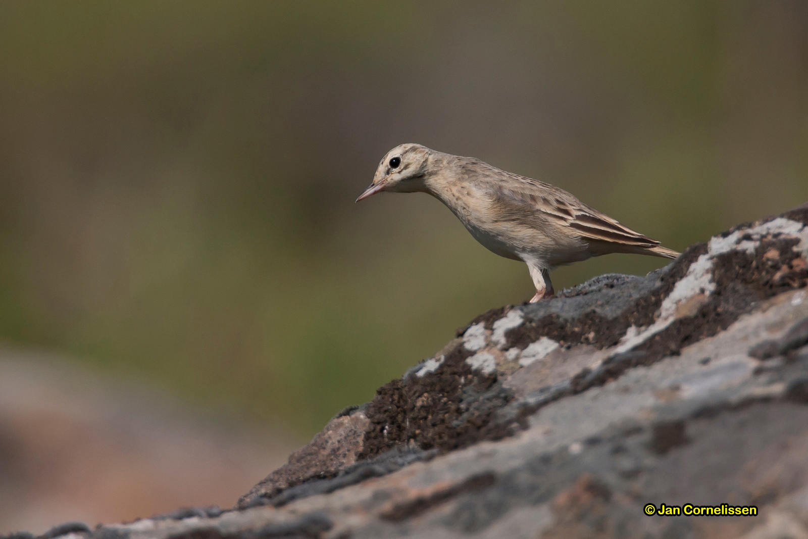 Duinpieper - Tawny Pipit - Anthus campestris