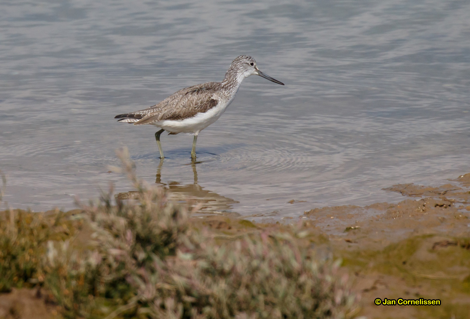 Groenpootruiter - Greenshank - Tringa nebularia