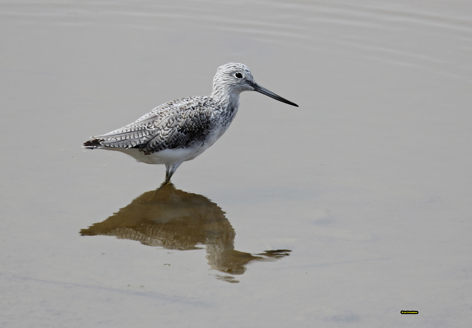 Groenpootruiter - Greenshank - Tringa nebularia