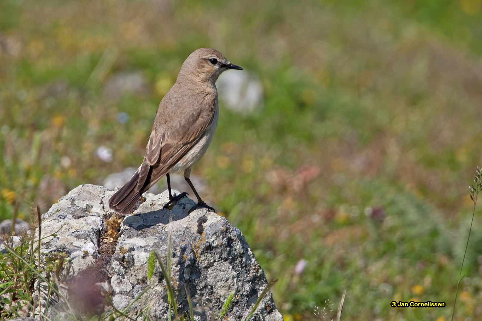 Izabeltapuit - Isabelline Wheatear - Oenathe isabellina