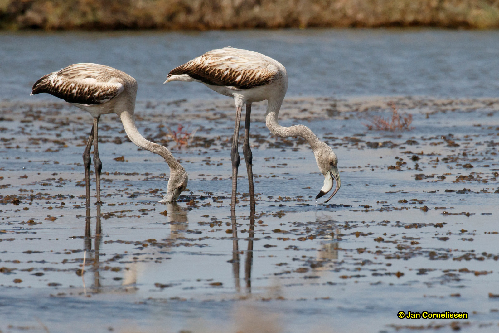Flamingo (juv) - Greater Flamingo - Phoenicopterus ruber