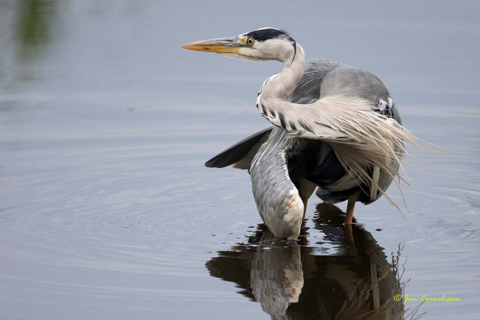 Blauwe reiger - Grey Heron - Ardea cinerea (Bree, B)