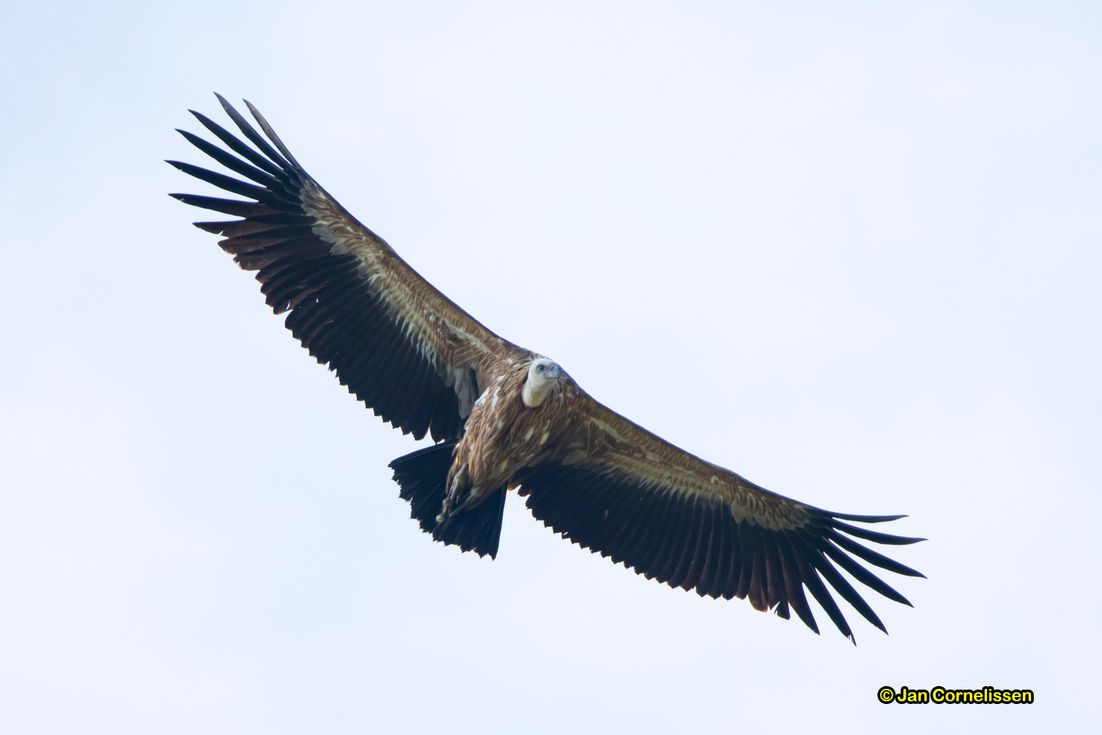 Vale gier - Griffon Vulture - Gyps fulvus (Nationall park Dadia, GR), 9-5-2019