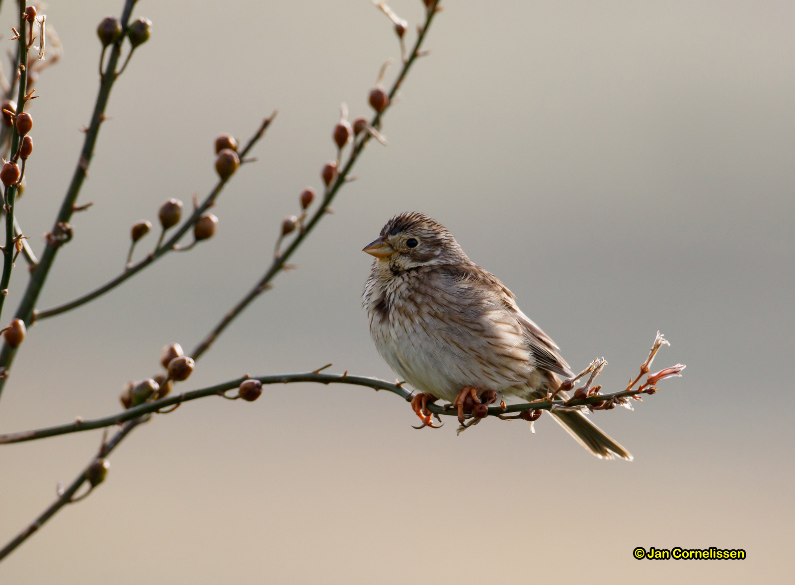 Grauwe gors - Corn Bunting - Miliaria calandra