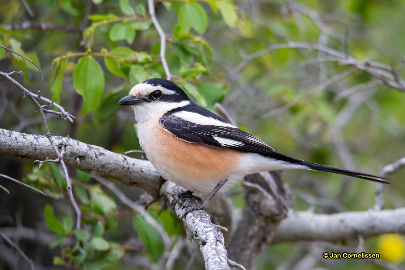 Maskerklauwier - Masked Shrike - Lanius nubius (Evrosdelta, GR) 10-5-2019