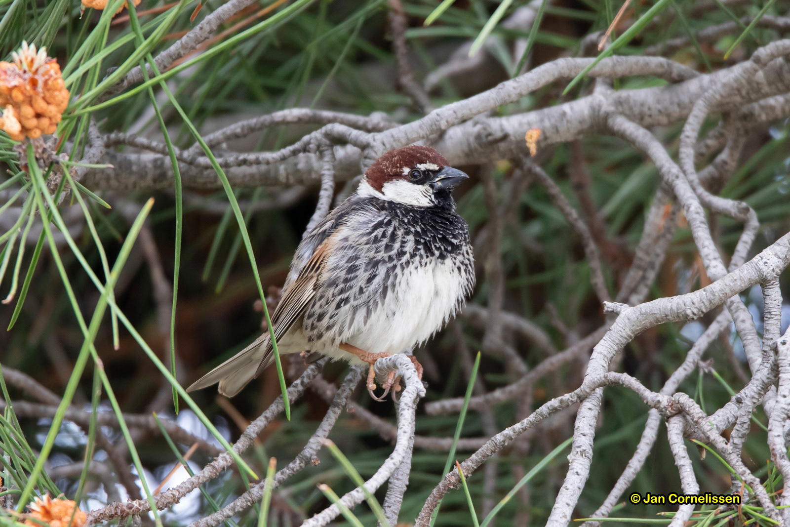 Spaanse mus - Spanish Sparrow - Passer hispaniolensis (zoutpannen bij Porto Lagos, GR), 8-5-2019