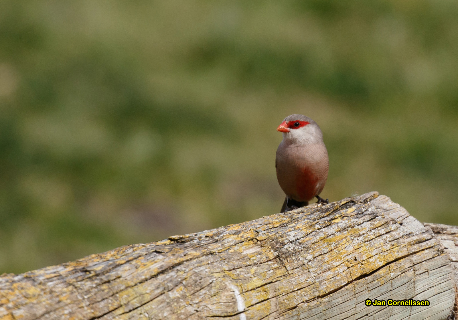 Sint-Helenafazantje - Common waxbill - Estrilda astrild