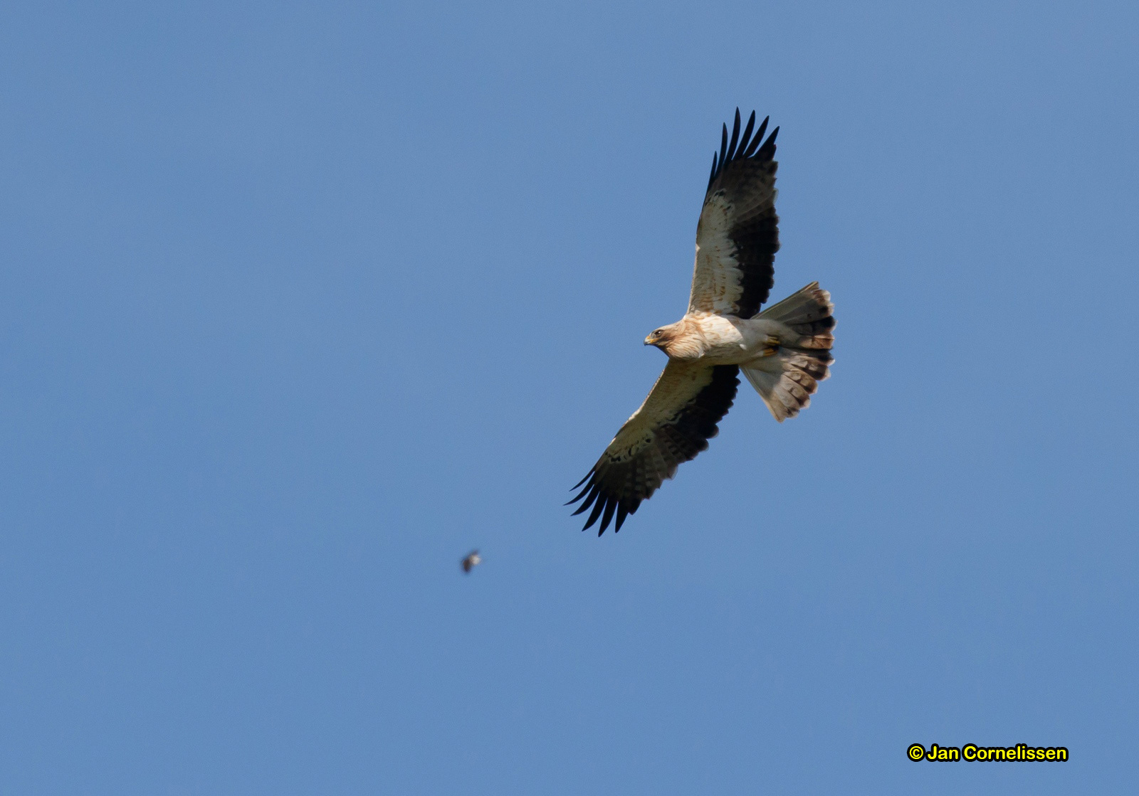 Dwergarend - Booted Eagle - Hieraaetus pennatus