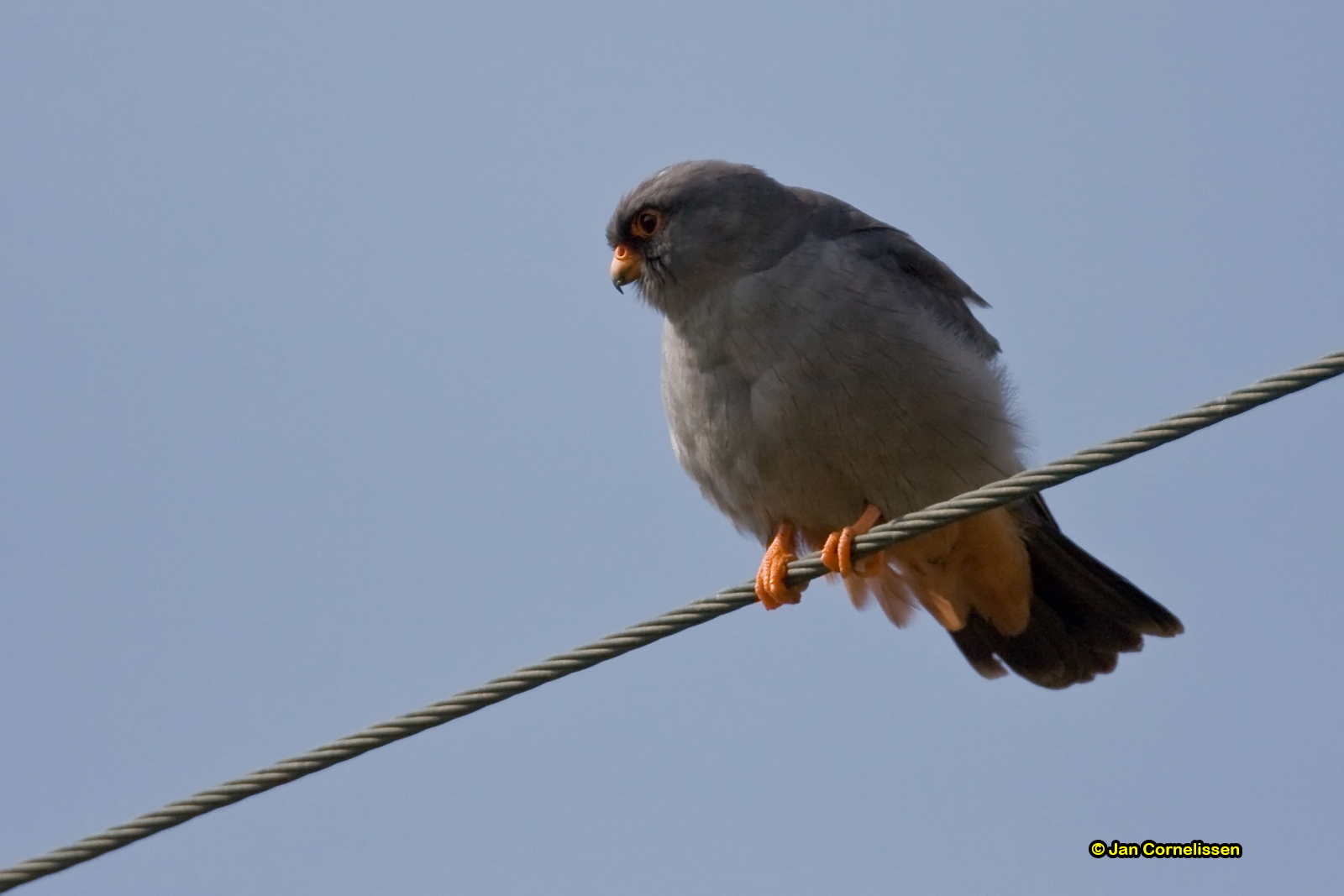 Roodpootvalk - Red-footed Falcon - Falco vespertinus