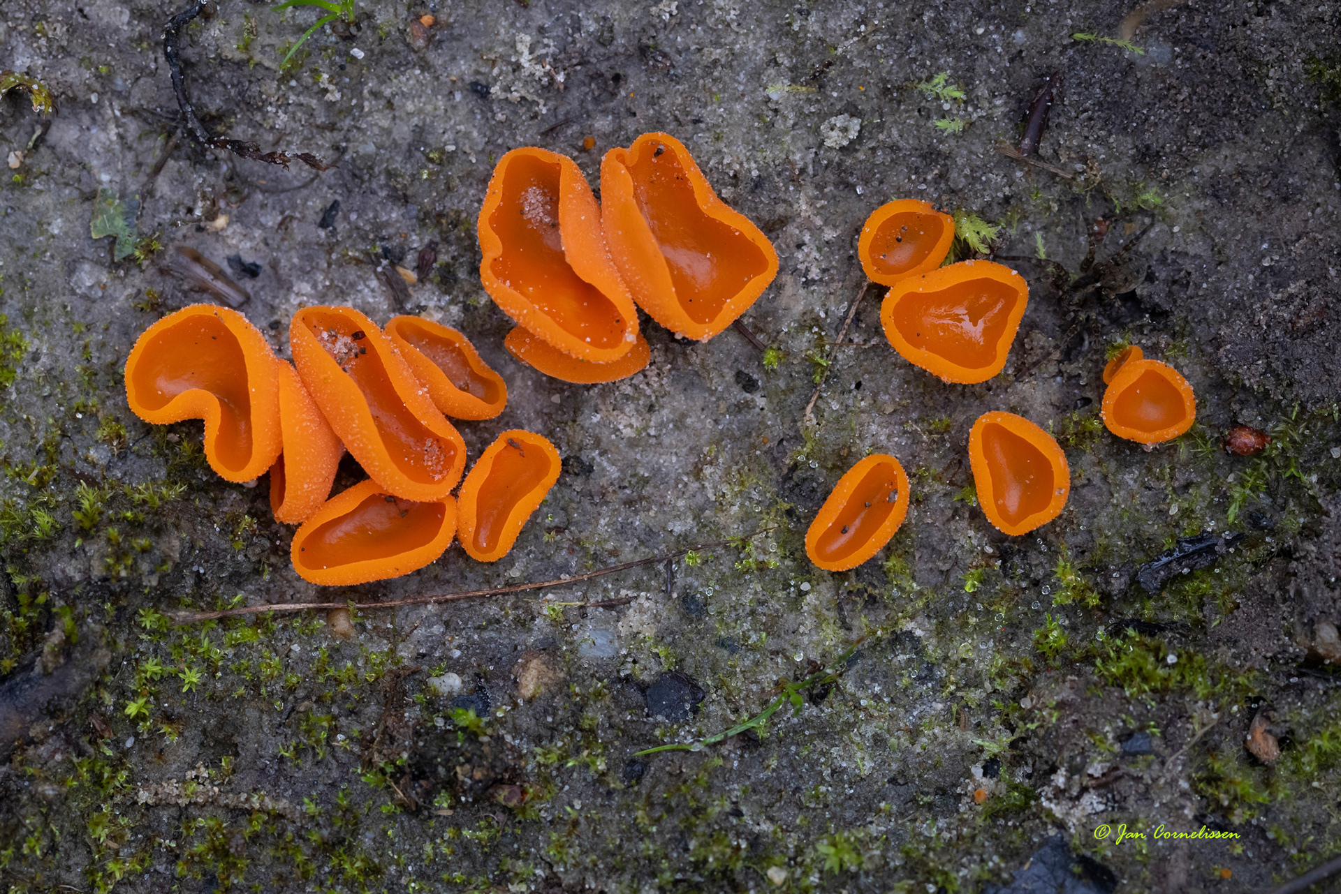 Grote oranje bekerzwam