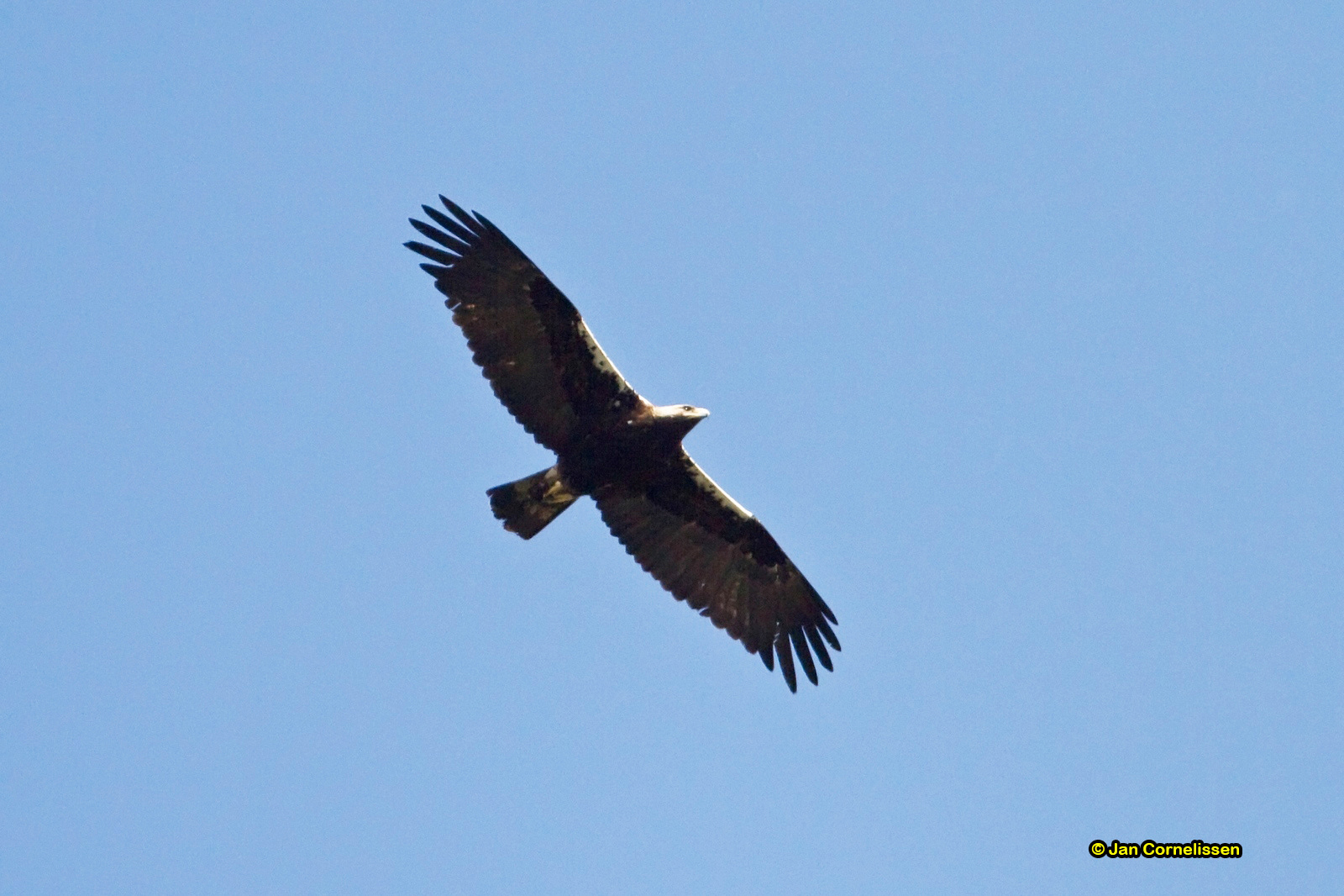 Spaanse keizerarend - Spanish Imperial Eagle - Aquila heliaca adalberti