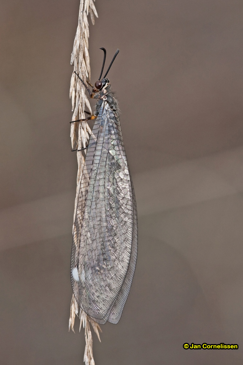 Mierenleeuw - Myrmeleon formicarius, 2009