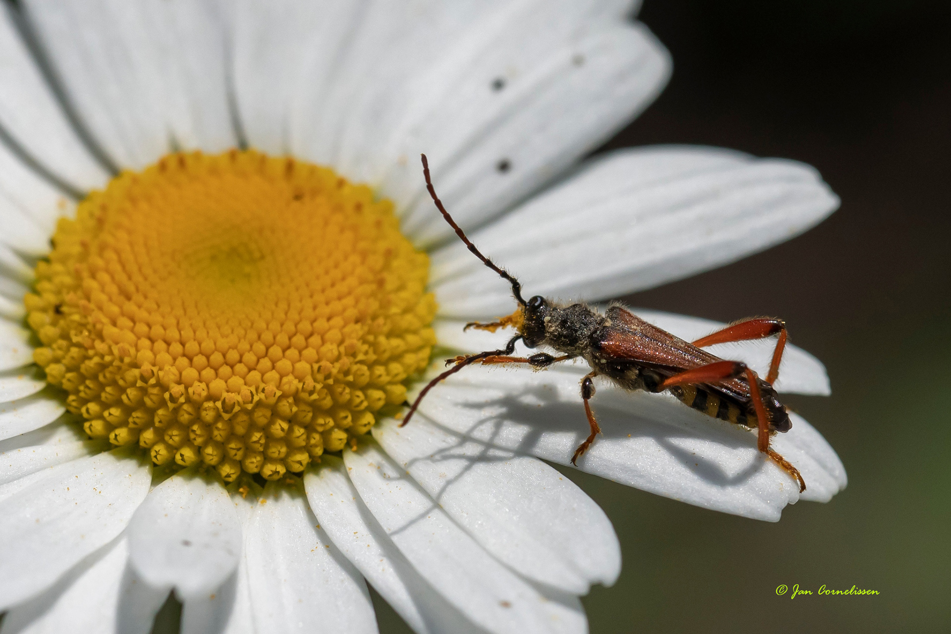 Getailleerde boktor - Stenopterus rufus (Pelt, B) 2021