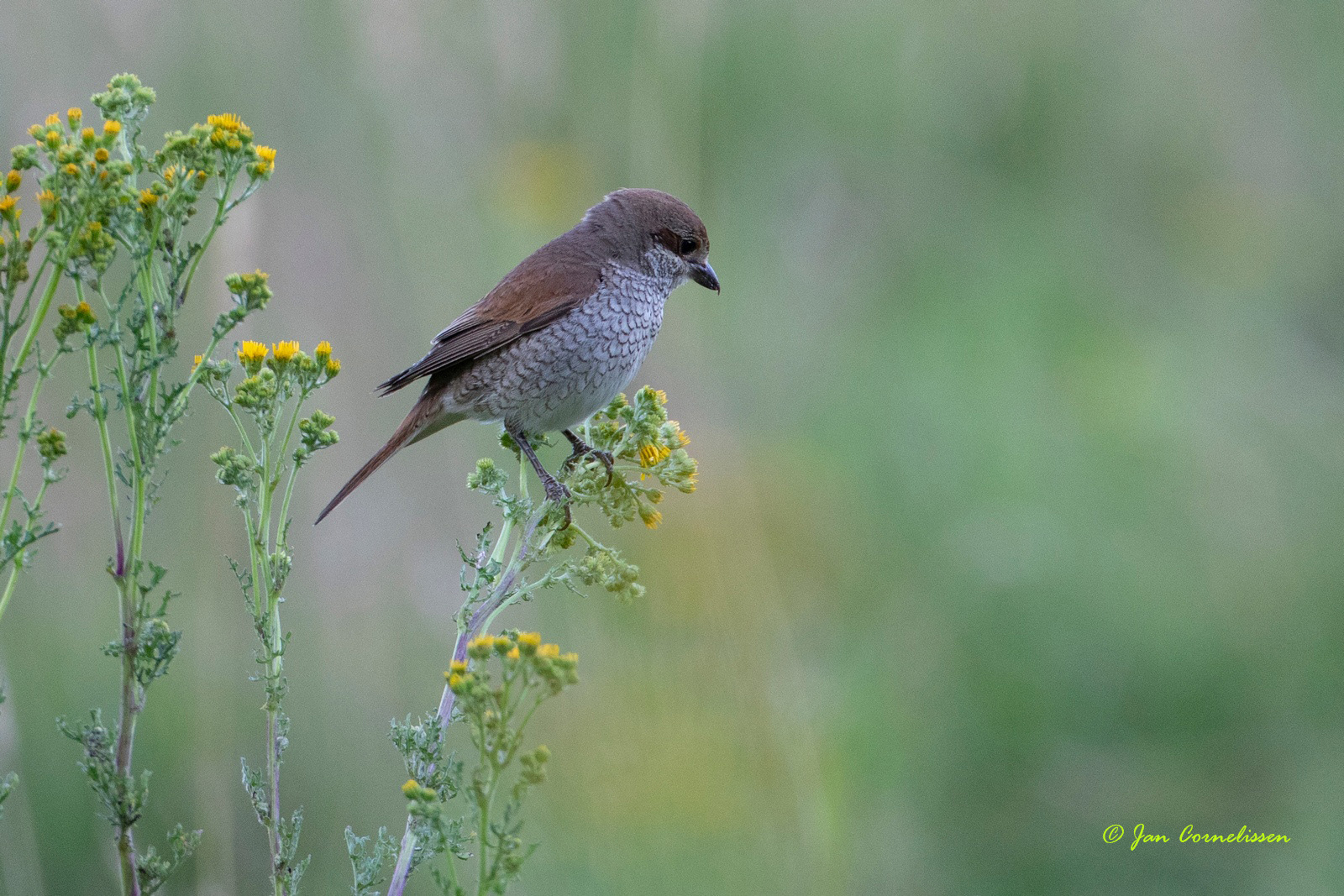 Grauwe klauwier ♀ - Red-backed Shrike - Lanius collurio (Valkenswaard, NL)