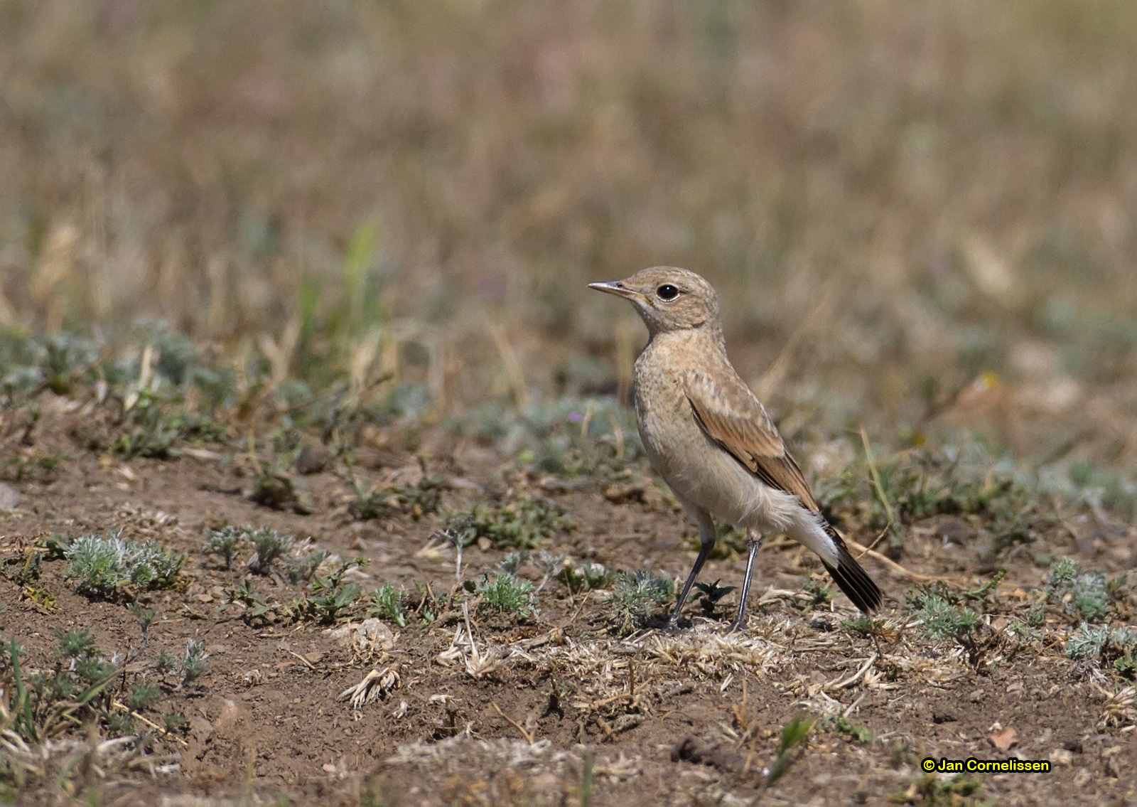 Tapuit ♀ - Northern Wheatear - Oenanthe oenanthe