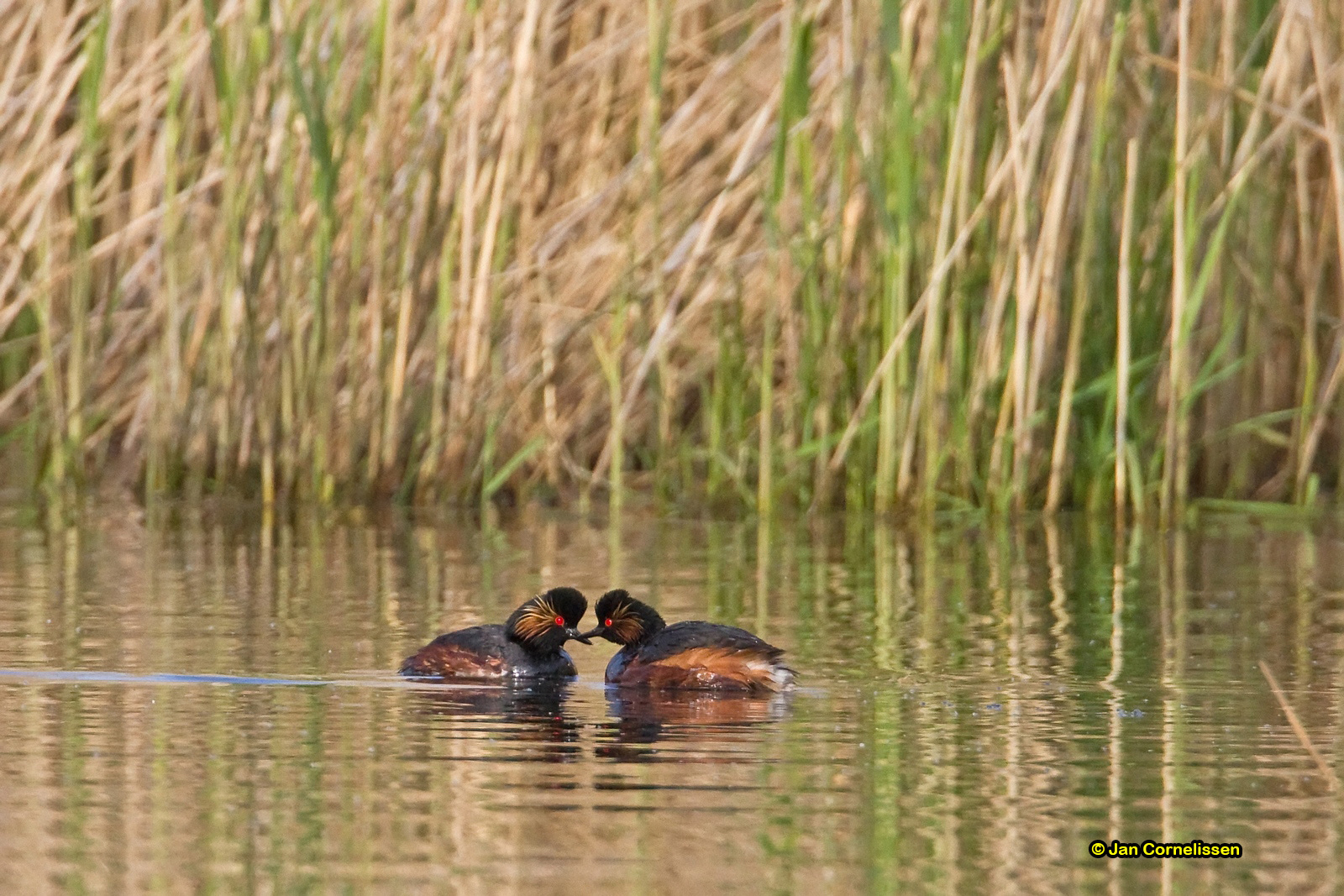 Geoorde futen - Black-necked Grebe - Podiceps negricollis