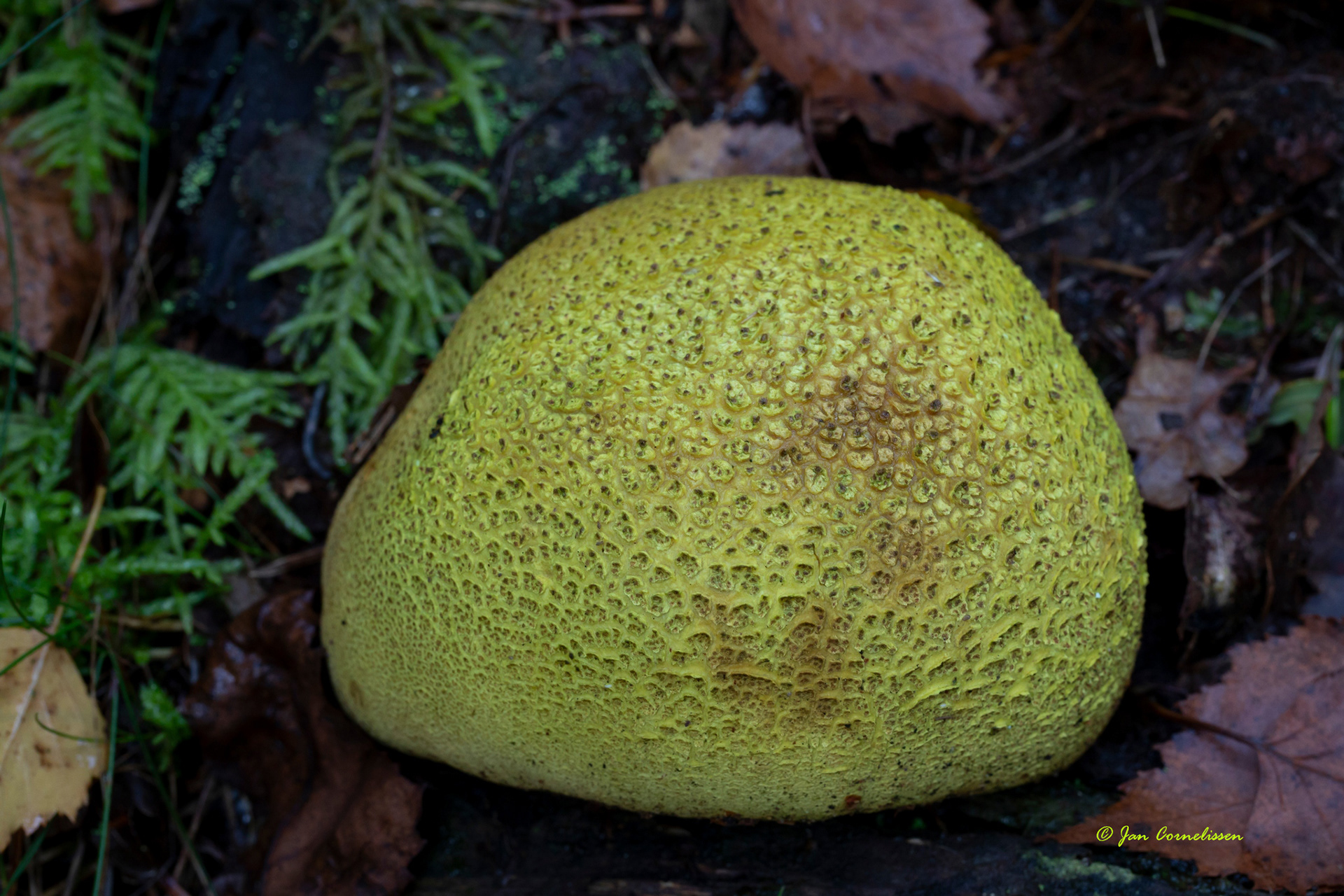 Gele aardappelbovist