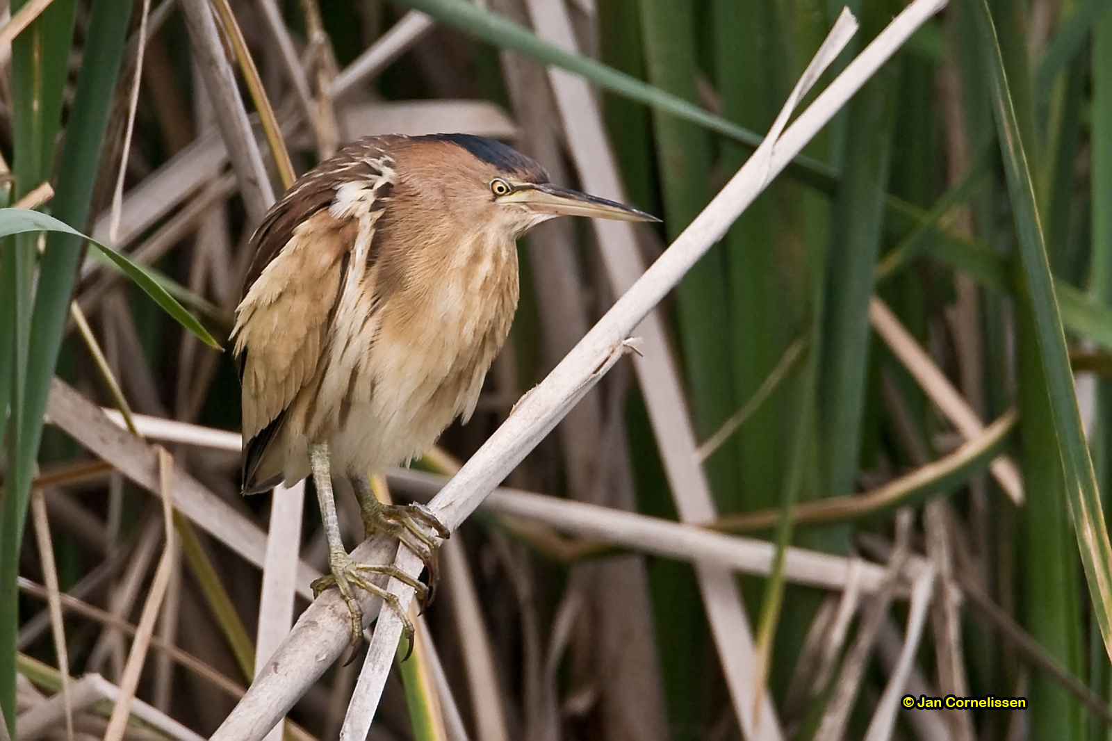 Woudaap ♀ - Little Bittern - Ixobrychus minutus