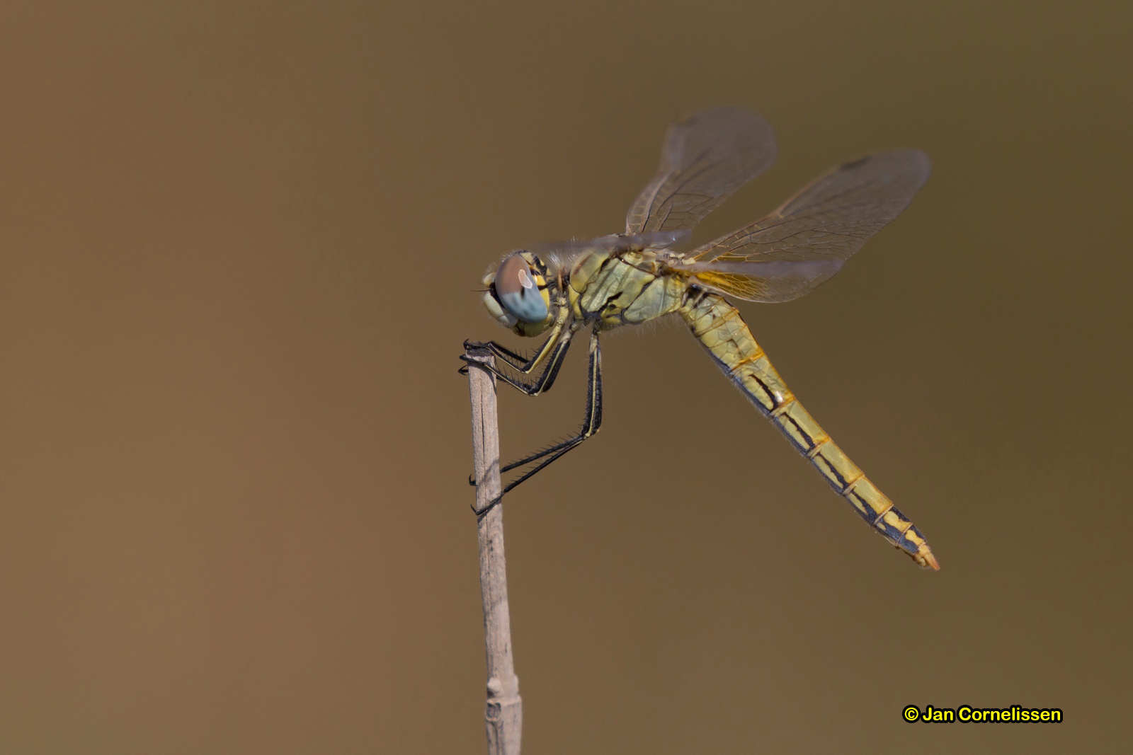 Zwervende heidelibel ♀