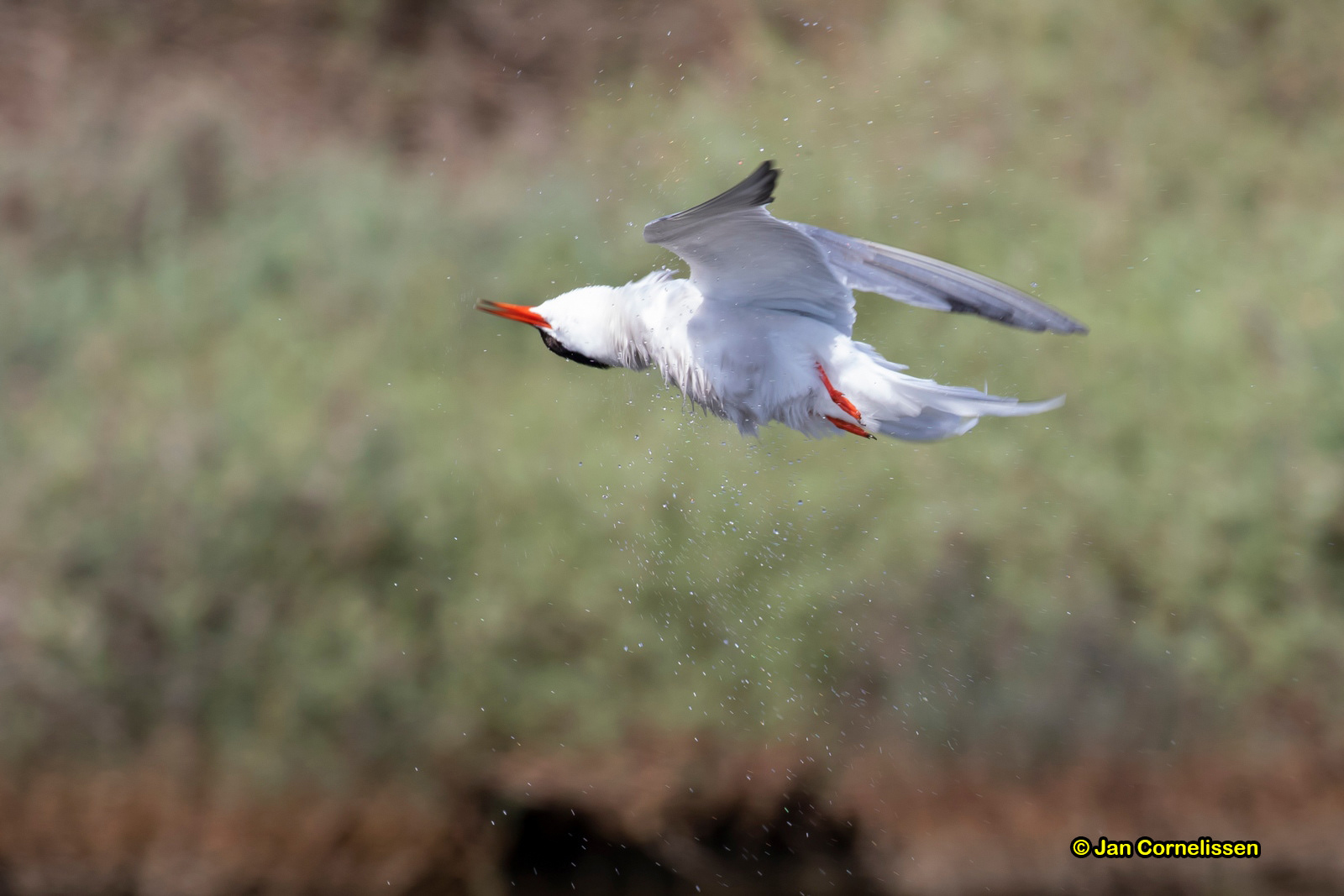 Visdief - Common tern - Sterna hirundo