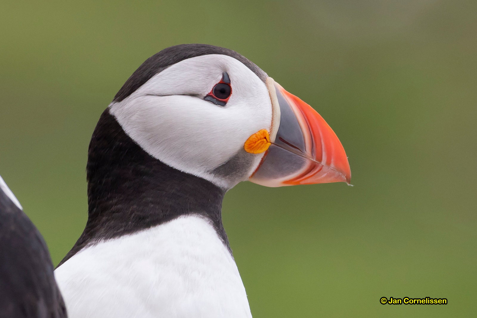 Papegaaiduiker - Atlantic Puffin - Fratercula arctica