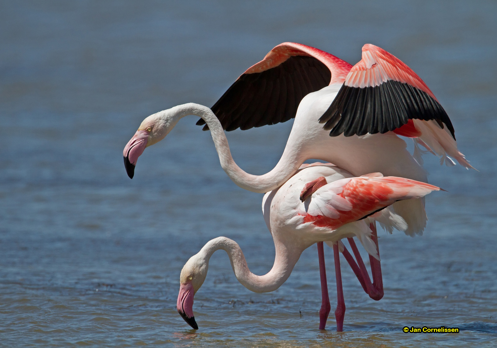 Flamingo's - Greater Flamingo - Phoenicopterus ruber
