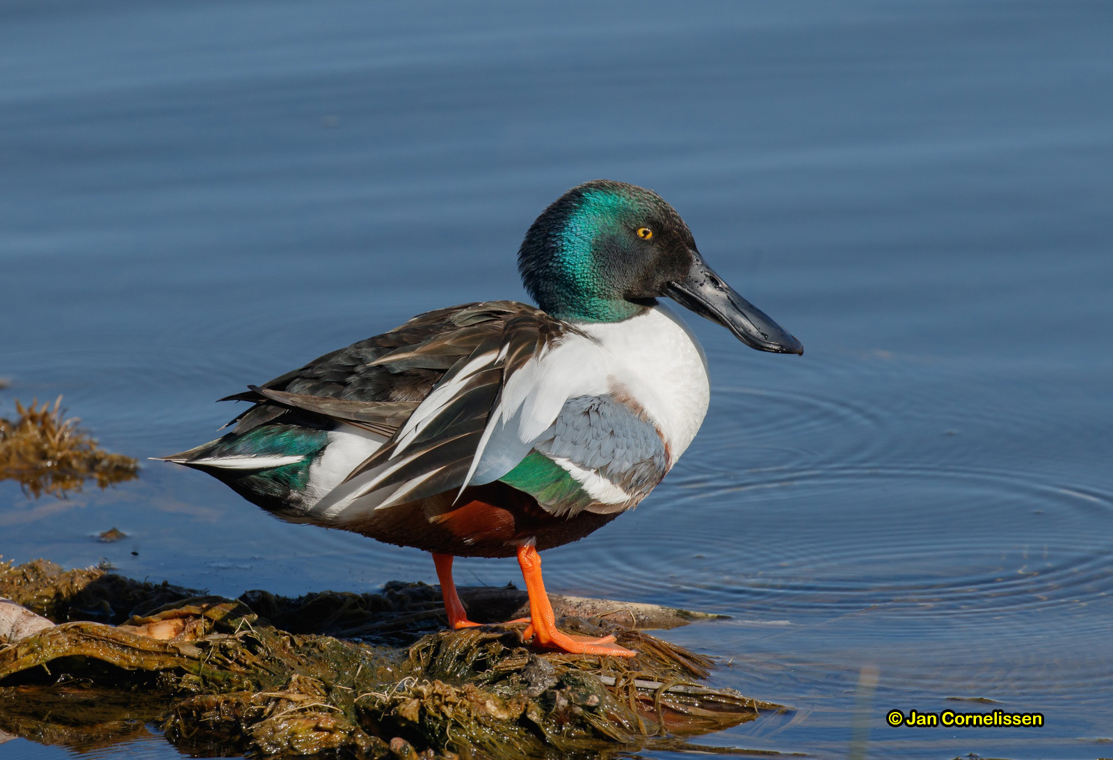 Slobeend - Shoveler - Anas clypaeta
