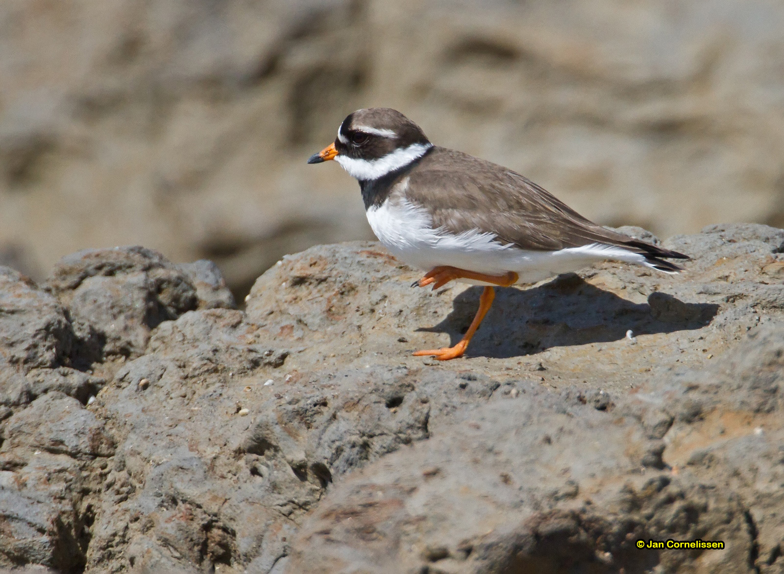 Bontbekplevier - Ringed Plover - Charadrius hiaticula