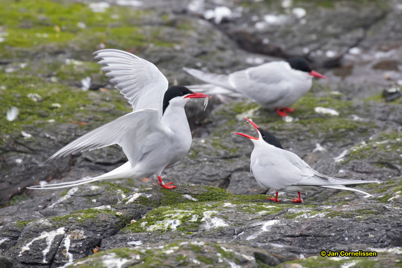 Noordse sternen - Arctic Tern - Sterna paradisaea