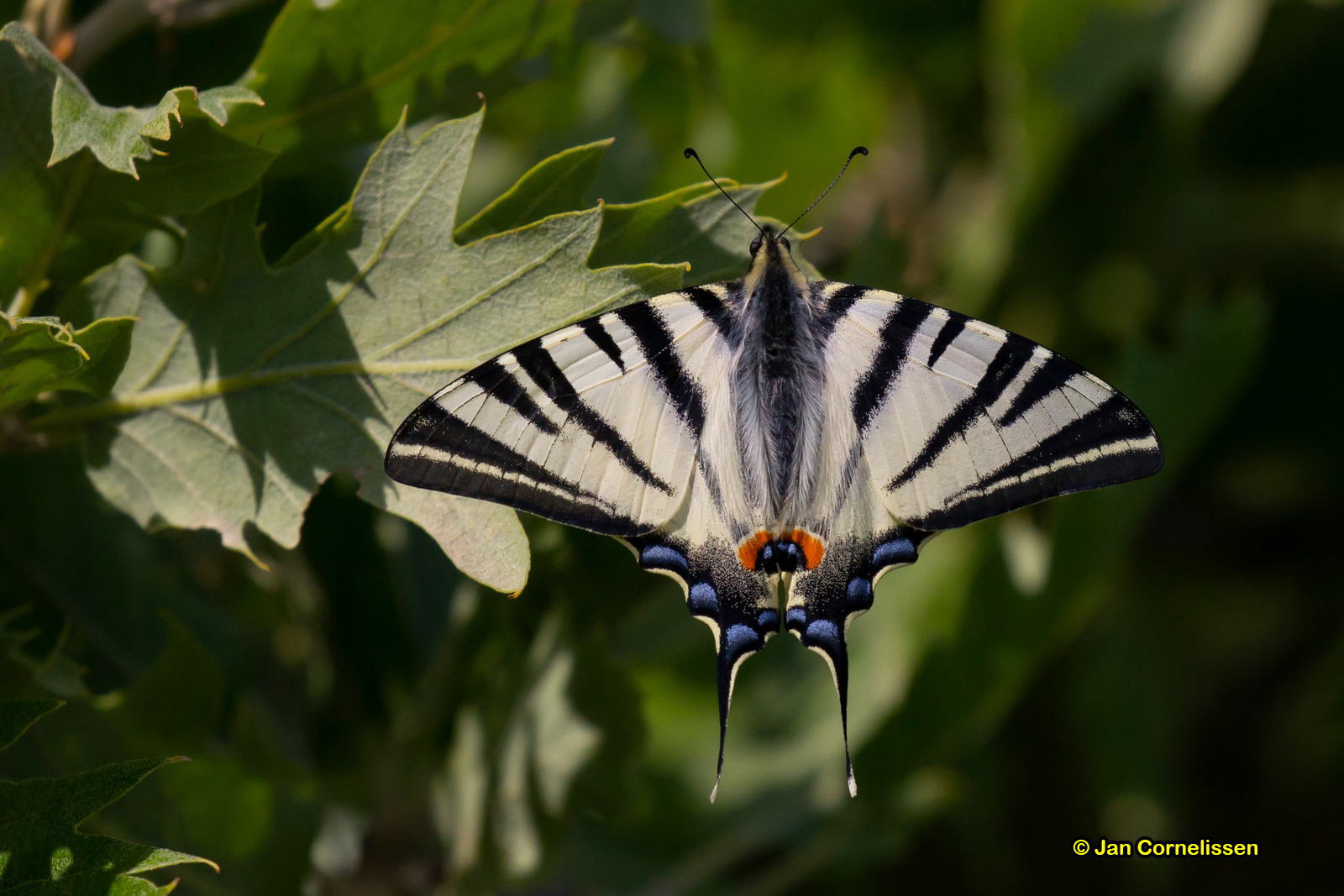 Koningspage - Iphiclides podalirius (Lesbos, GR) 2018