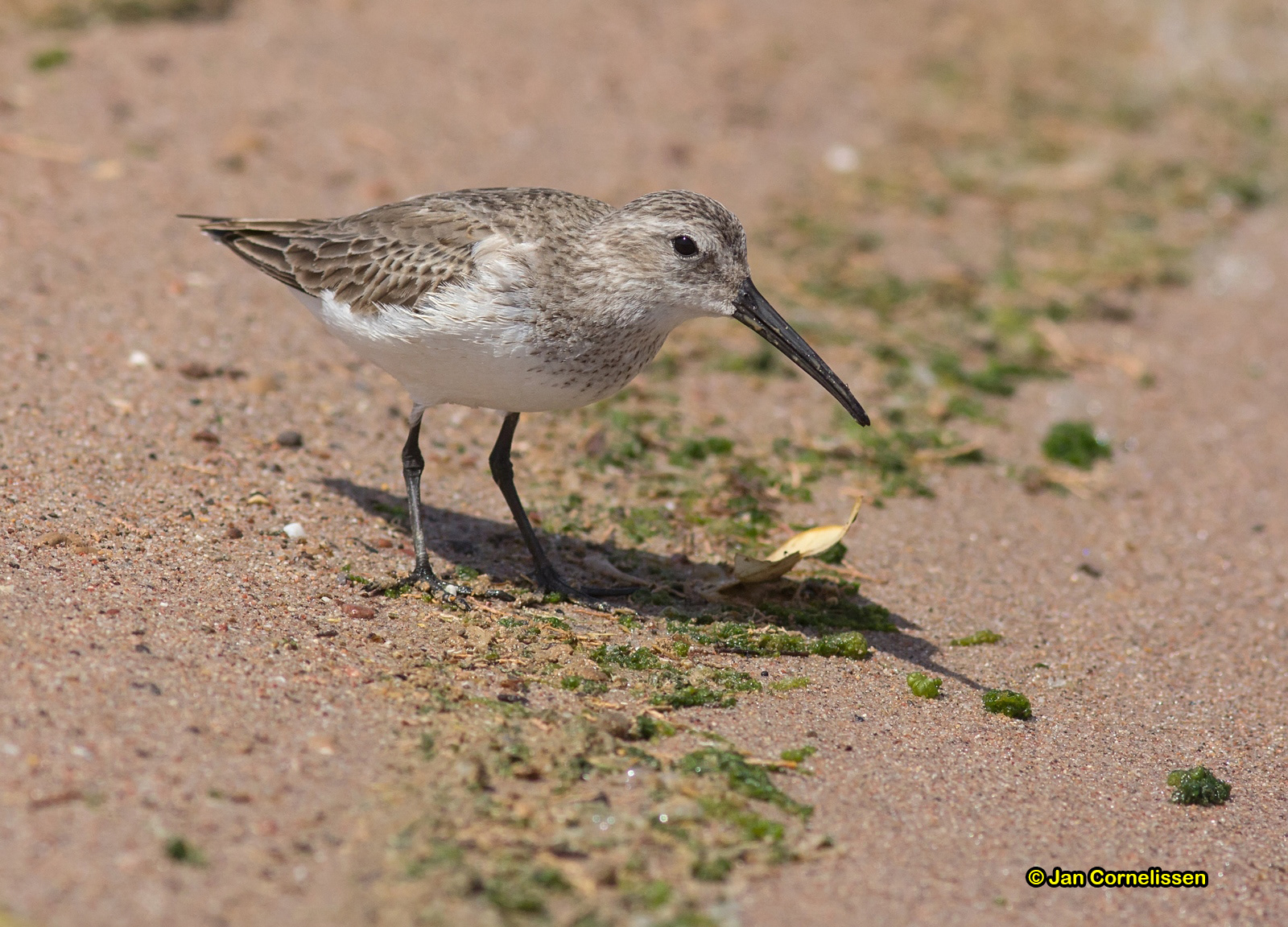 Krombekstrandloper - Curlew Sandpiper - Calidris ferruginea