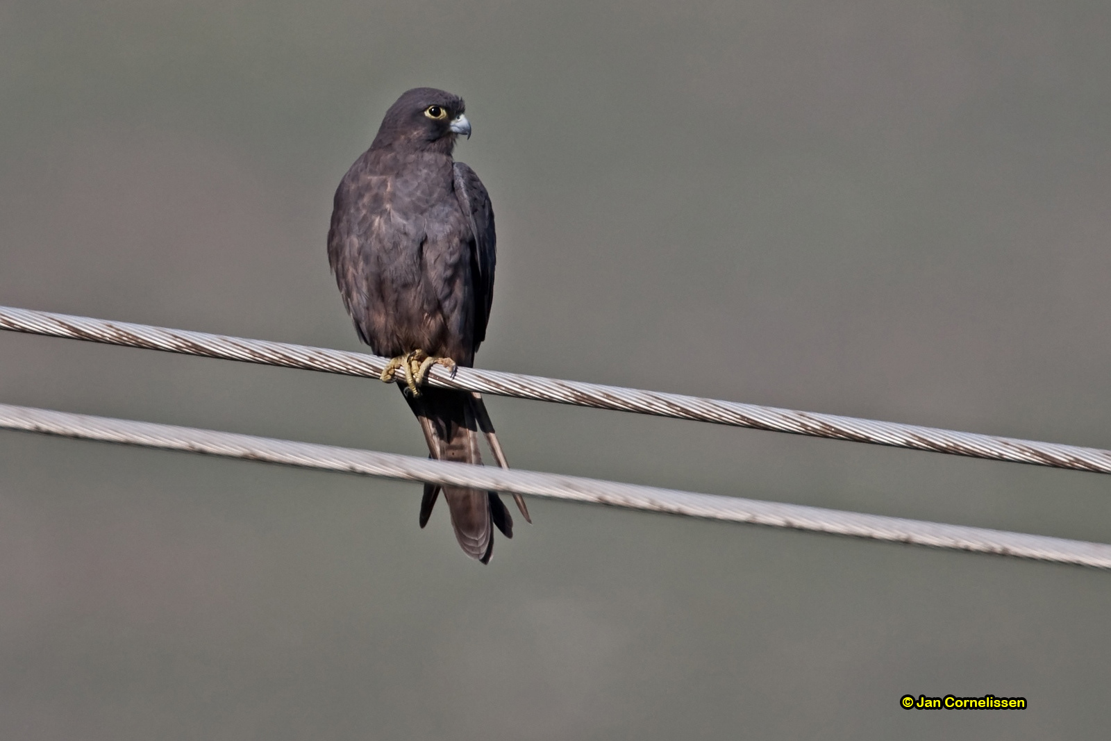 Eleonara's valk - Eleonora's Falcon - Falco eleonorae
