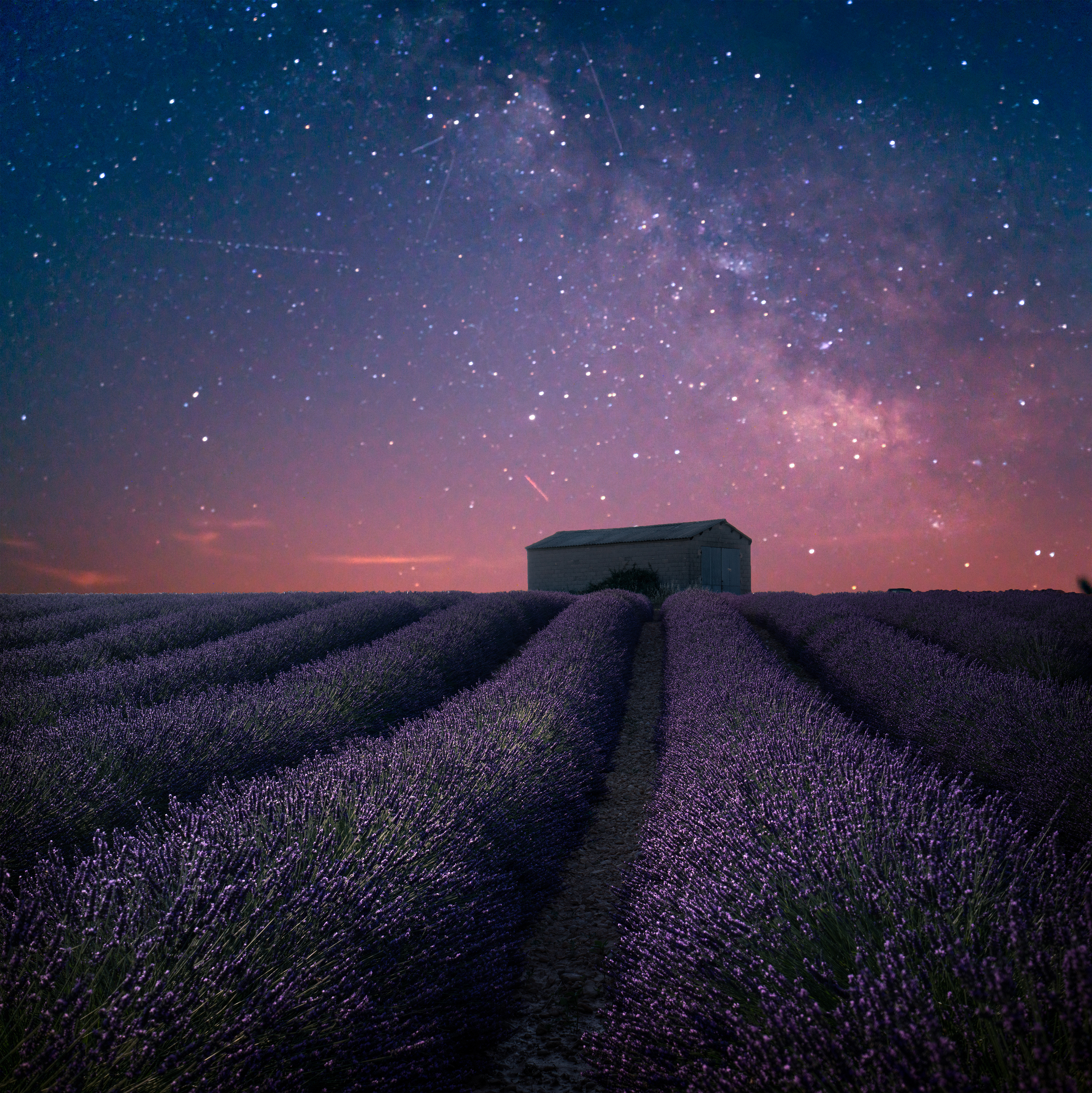 Best fields. Лама в лаванде. Ночь Прованс картинки. Фото Леко в Провансе